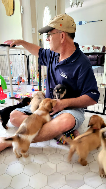 New Puppies. Share NOW. #puppies #dachshunds #baby puppies #eclecticredbarn